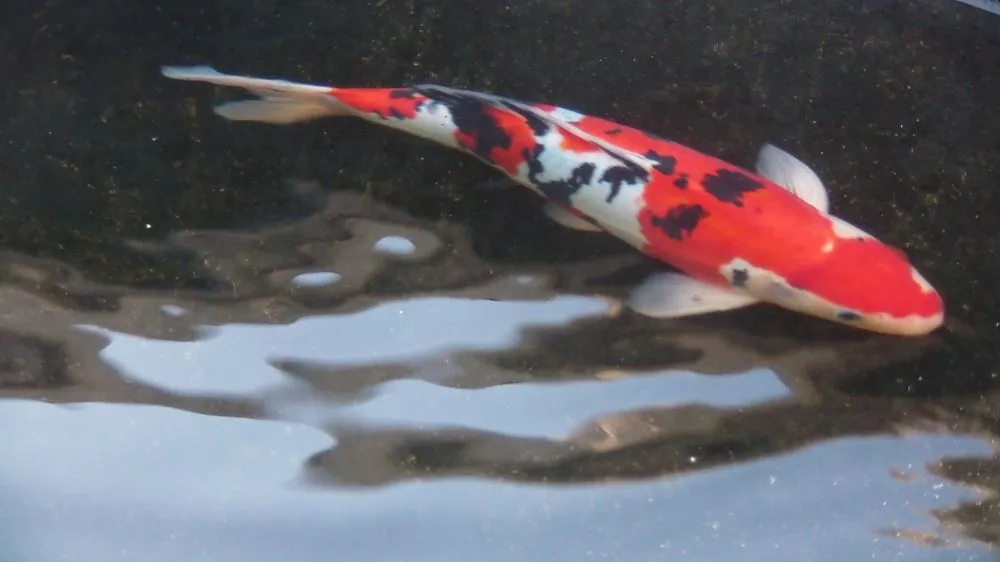 Expert lawn mowing service in Miami, FL by Ivy Ponds