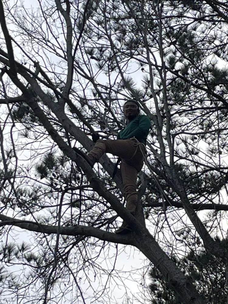 Custom lawn care service for beautiful yards in Houston, TX by Ivy Terra