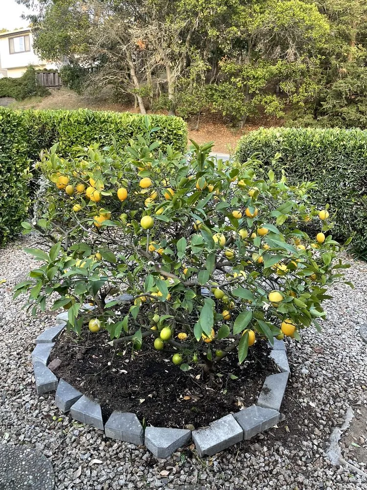 Custom outdoor landscaping experts serving Half Moon Bay, CA - Izote landscaping