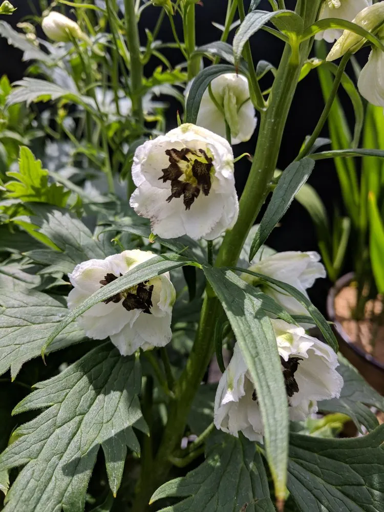 Trusted garden landscaping near you across Westport, CT - Izzo & Son Country Gardens