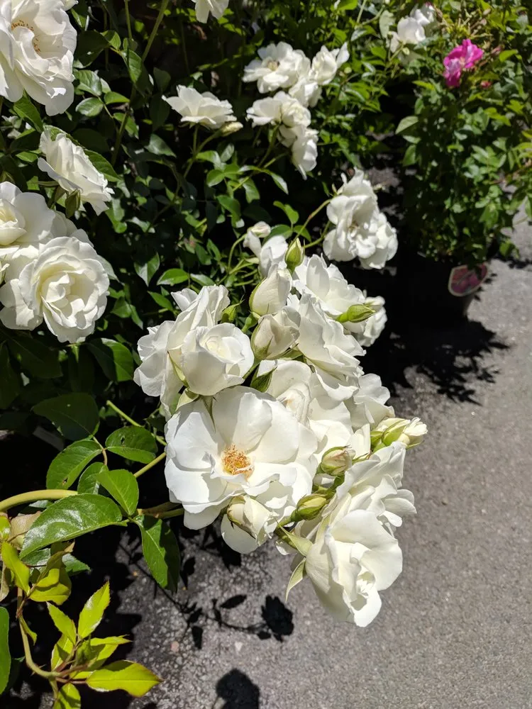 Top-rated lawn care service experts serving Westport, CT - Izzo & Son Country Gardens