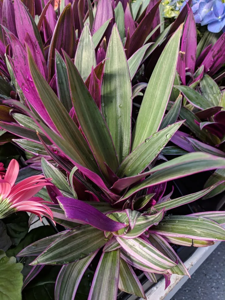 Local lawn care service in Westport, CT - Izzo & Son Country Gardens