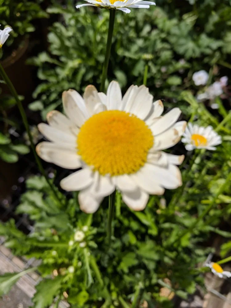 Professional yard maintenance in Westport, CT by Izzo & Son Country Gardens