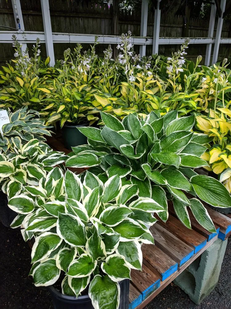 Affordable outdoor landscaping near you in Westport, CT by Izzo & Son Country Gardens