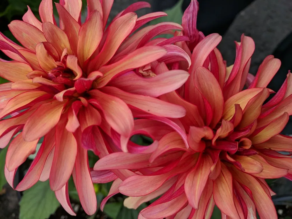 Professional lawn mowing service experts serving Westport, CT - Izzo & Son Country Gardens