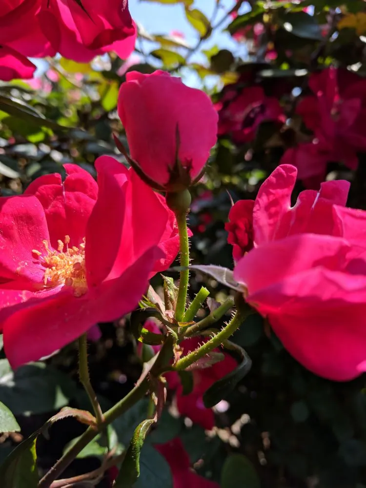 Local lawn mowing service experts serving Westport, CT - Izzo & Son Country Gardens