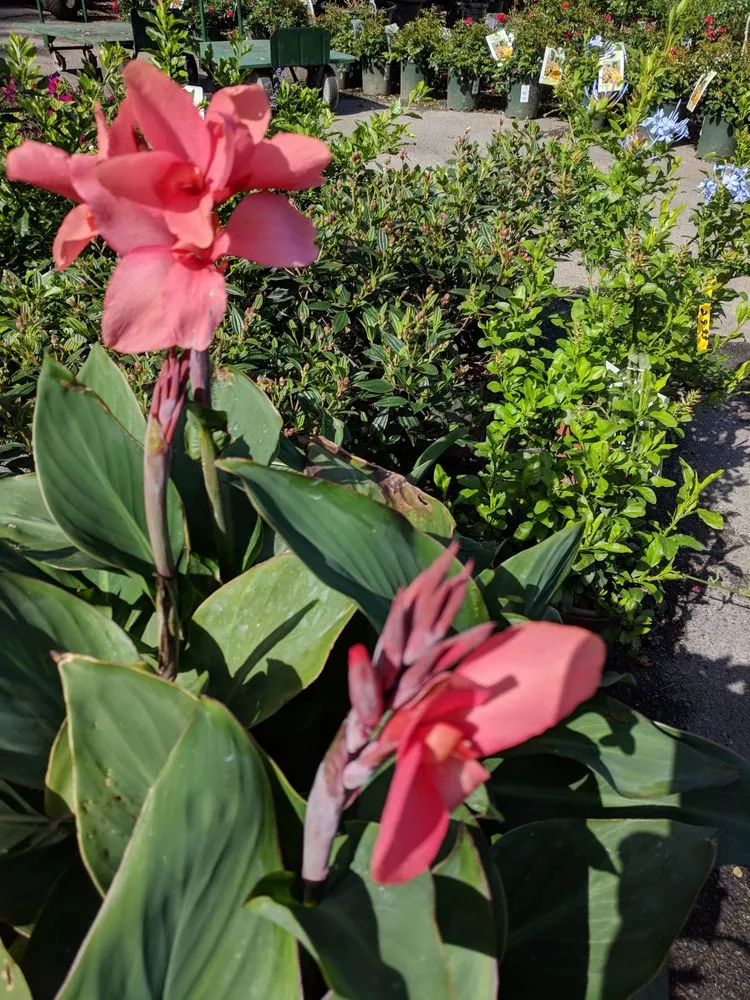 Trusted residential landscaping for year-round maintenance across Westport, CT - Izzo & Son Country Gardens