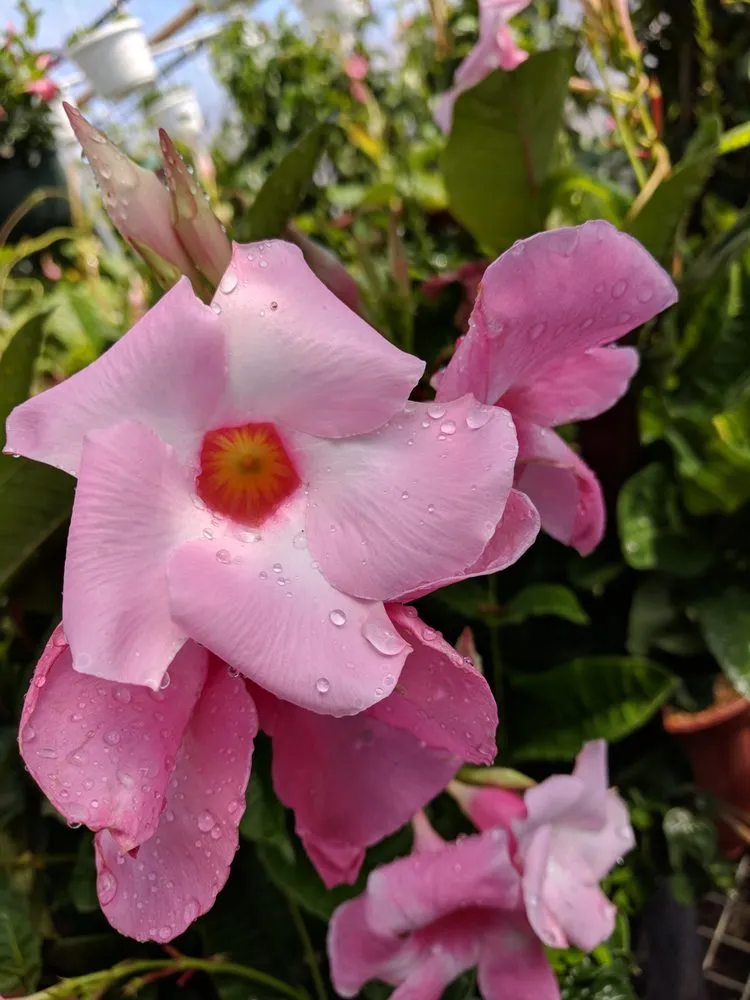 Top-rated residential landscaping near you in Westport, CT by Izzo & Son Country Gardens