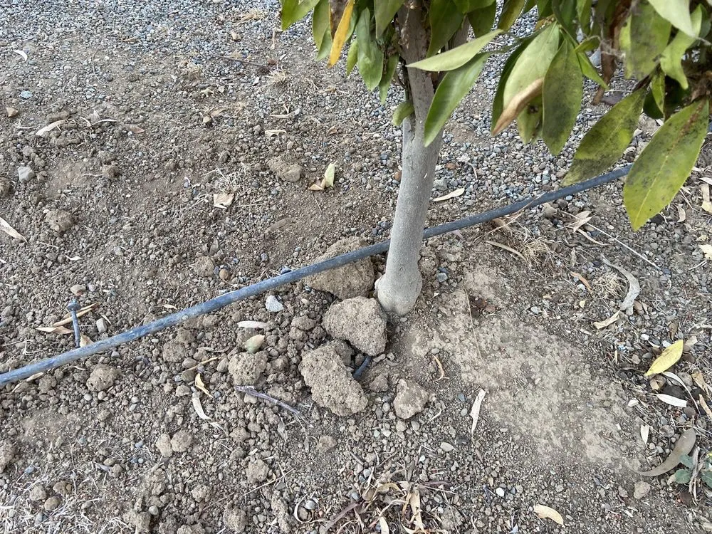 Custom yard cleanup service experts serving Morgan Hill, CA - J & A Contractors