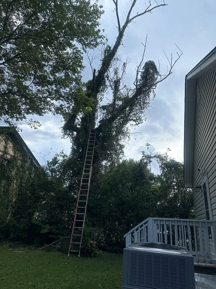 Professional landscape design experts serving Supply, NC - J & A Lawn Care & Tree Removal