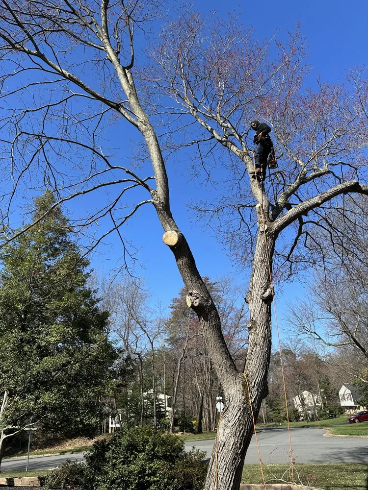 Top-rated yard cleanup service in Pratts, VA by J & A Outdoor Services