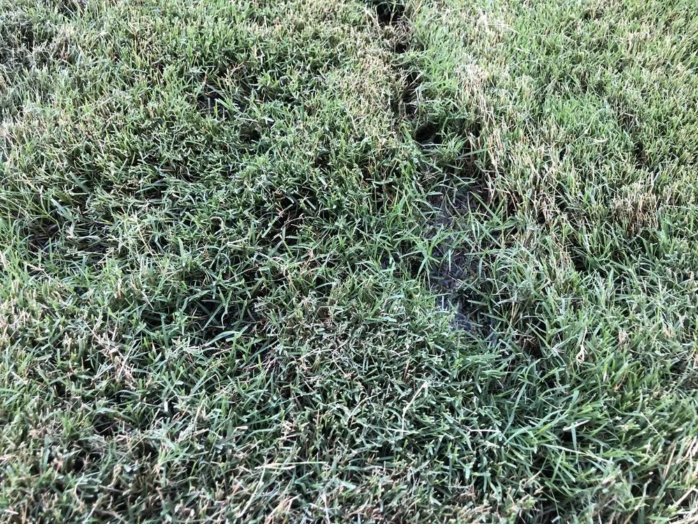 Expert lawn care service in Visalia, CA - J & A Rubio Landscaping & Maintenance