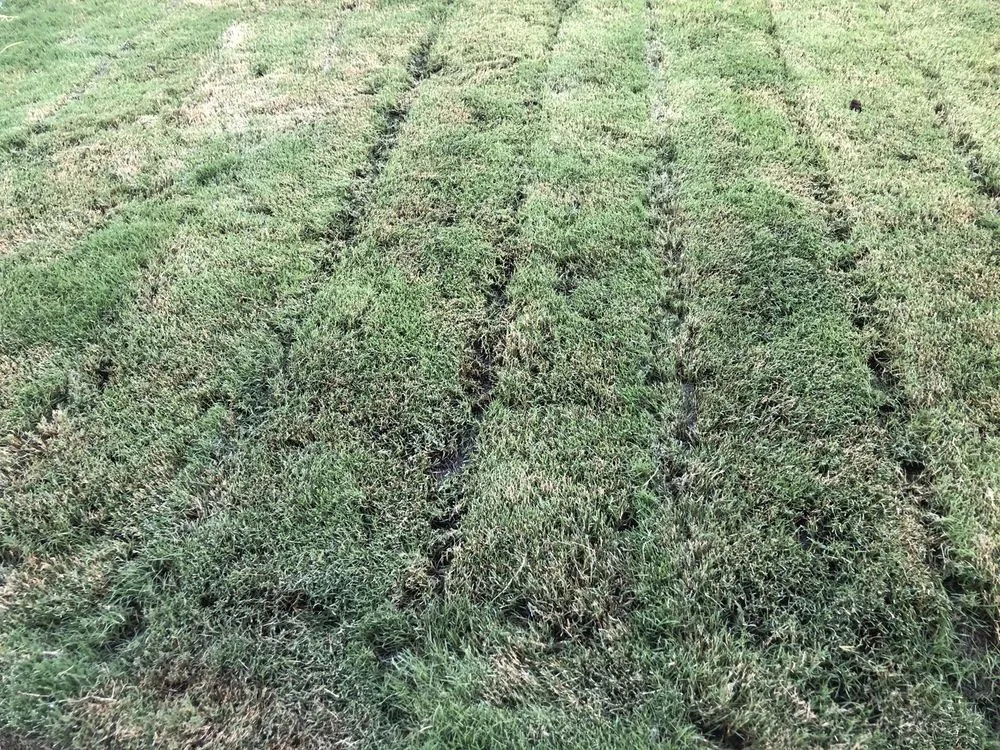 Top-rated lawn care service in Visalia, CA by J & A Rubio Landscaping & Maintenance