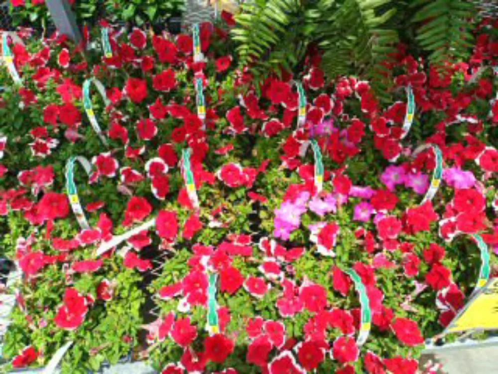 Professional landscape installation for residential properties in Tallapoosa, GA by J & B Landscaping