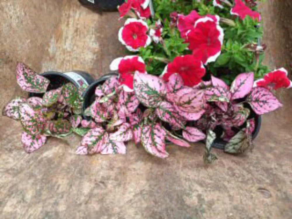 Local garden landscaping experts serving Tallapoosa, GA - J & B Landscaping