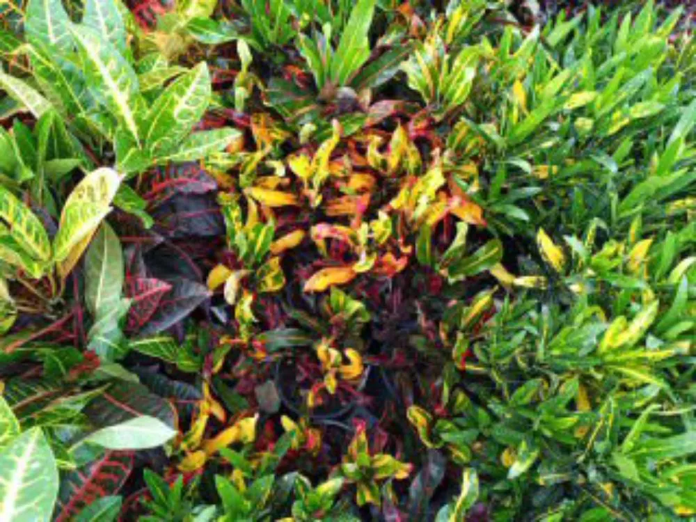 Affordable landscaping services for beautiful yards in Tallapoosa, GA by J & B Landscaping