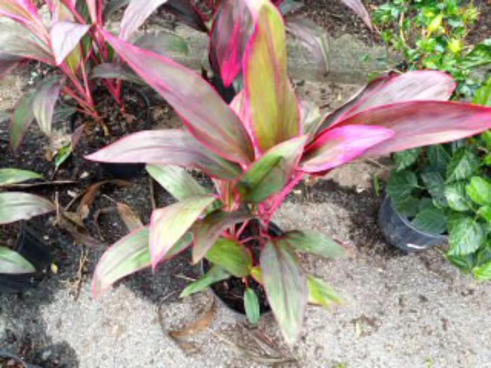 Reliable lawn care service in Tallapoosa, GA by J & B Landscaping