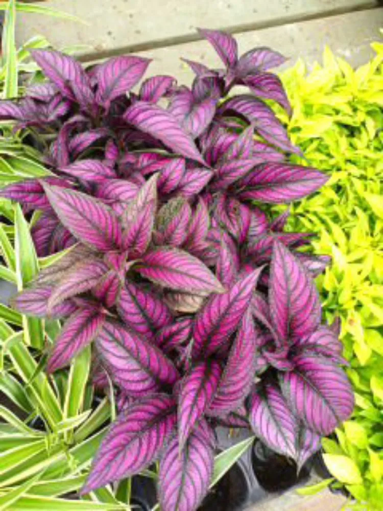 Reliable residential landscaping in Tallapoosa, GA by J & B Landscaping