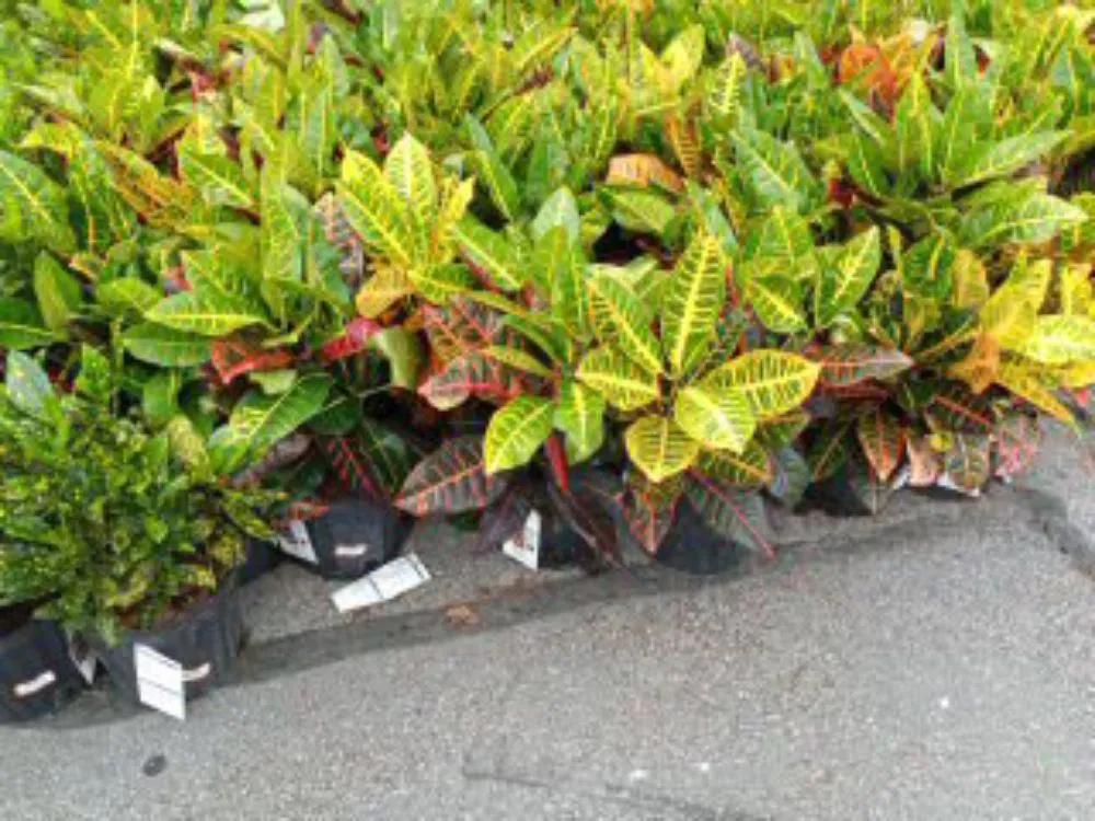 Custom yard cleanup service for residential properties in Tallapoosa, GA by J & B Landscaping