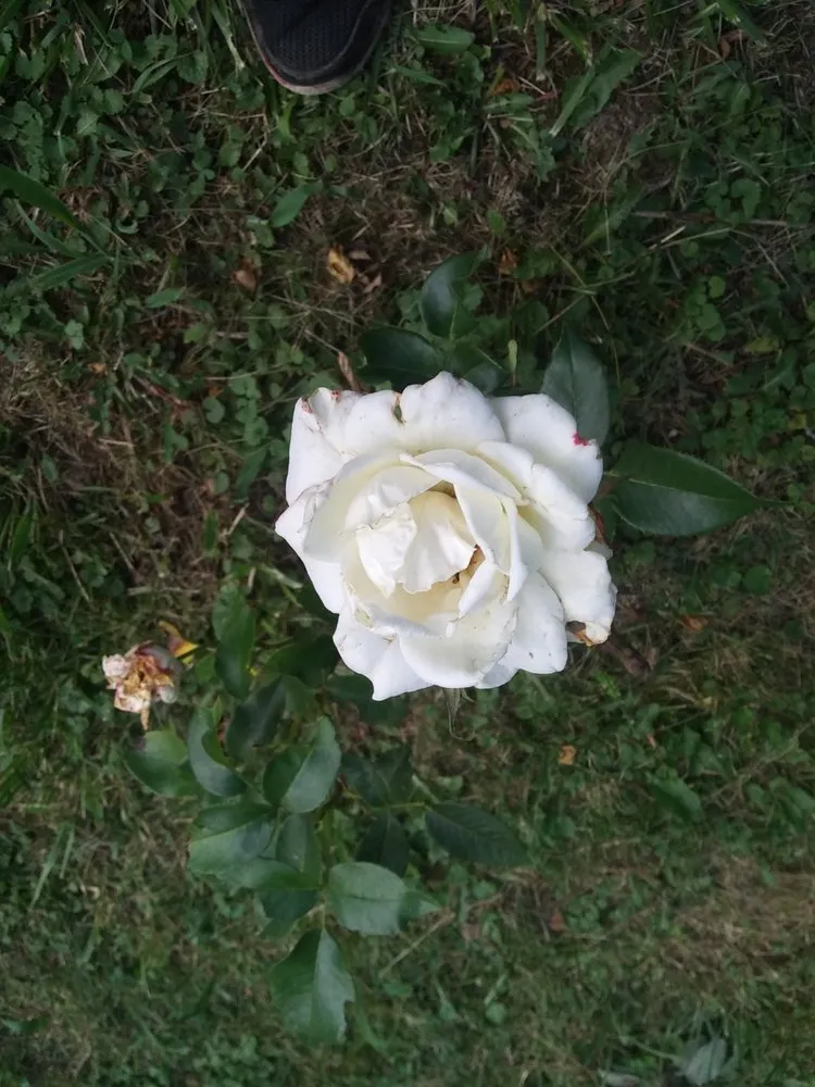 Local landscaping services for year-round maintenance across Ripley, OH - J & B Lawn Services