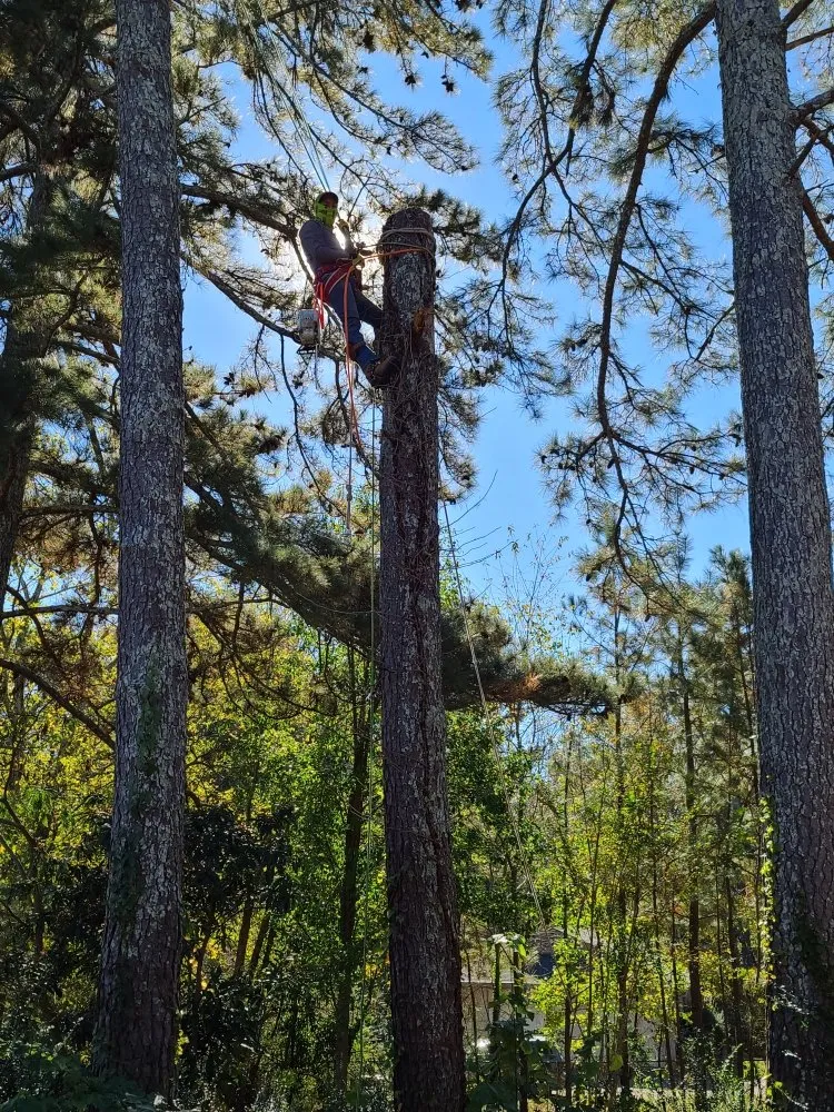 Expert garden landscaping experts serving Villa Rica, GA - J & C Landscape Design and Tree Services