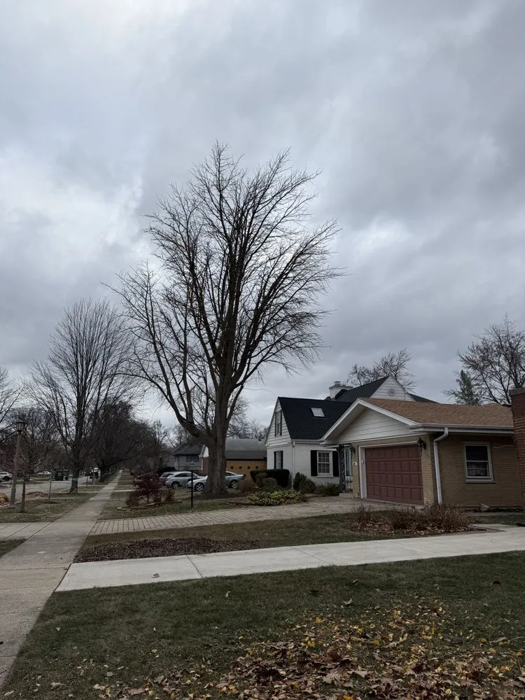 Top-rated outdoor landscaping for year-round maintenance in Westmont, IL by J & C Landscaping