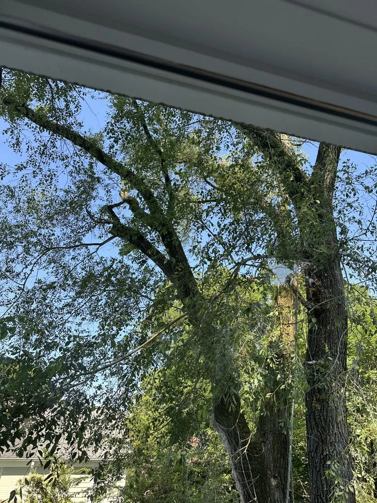 Expert landscaping services experts serving Gaithersburg, MD - J & D Landscaping And Tree Expert