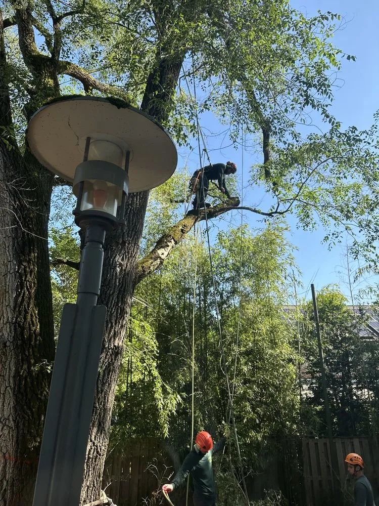 Top-rated yard maintenance experts serving Gaithersburg, MD - J & D Landscaping And Tree Expert