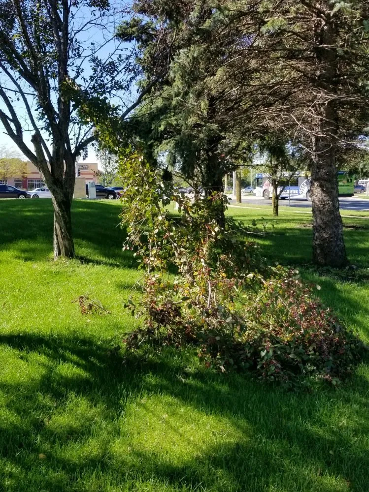 Reliable yard maintenance for homes in Rochester, MN by J & D Landscaping Services