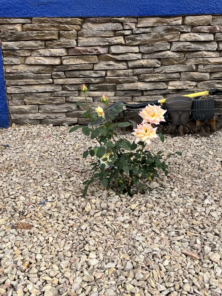 Reliable outdoor landscaping in El Paso, TX by J & D Turf