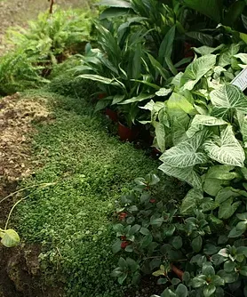 Local lawn mowing service in Woodbridge, VA by J & D's Curb Appeal