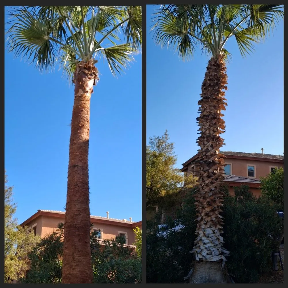 Custom residential landscaping for homes in Phoenix, AZ by J & E Landscaping
