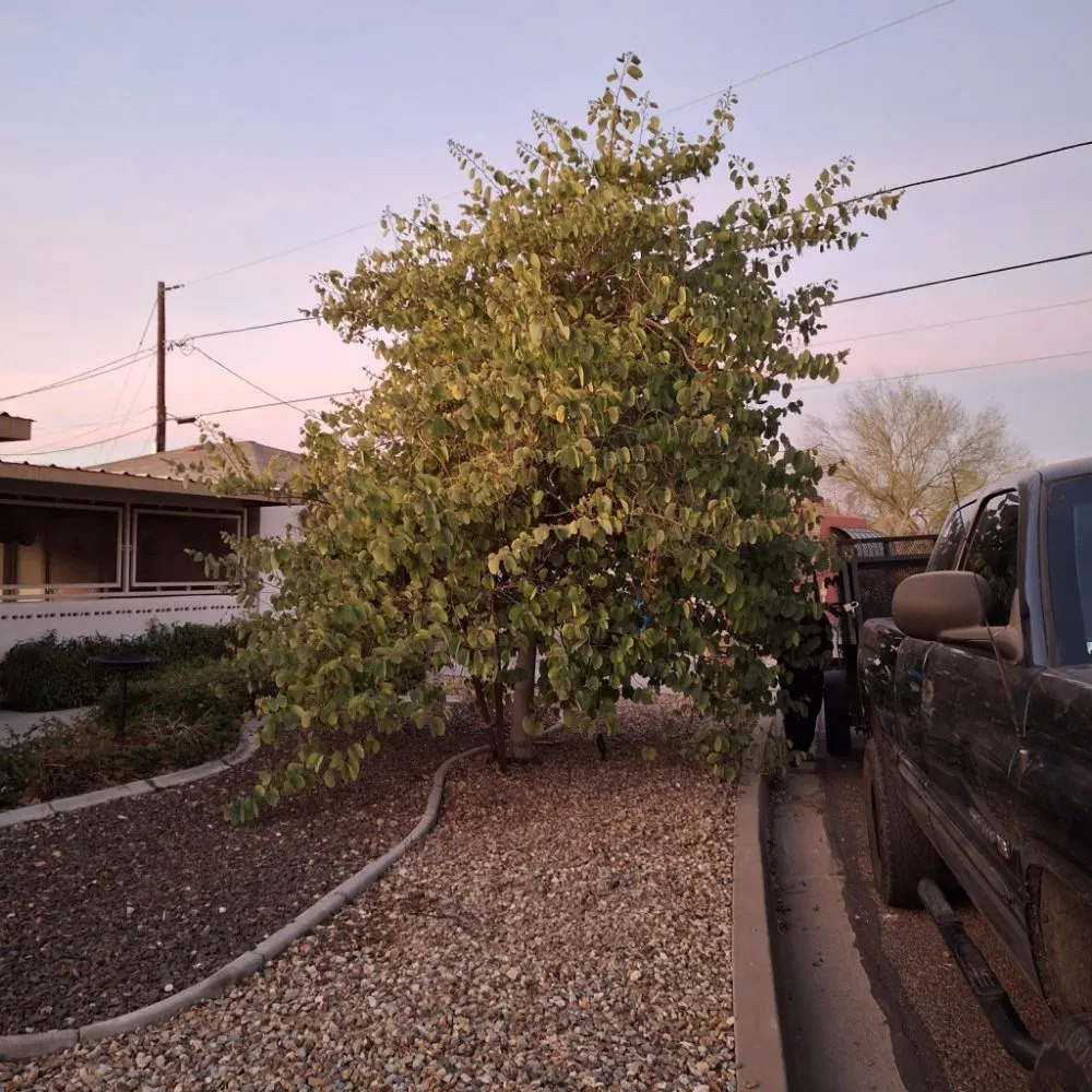 Professional yard maintenance for year-round maintenance in Phoenix, AZ by J & E Landscaping