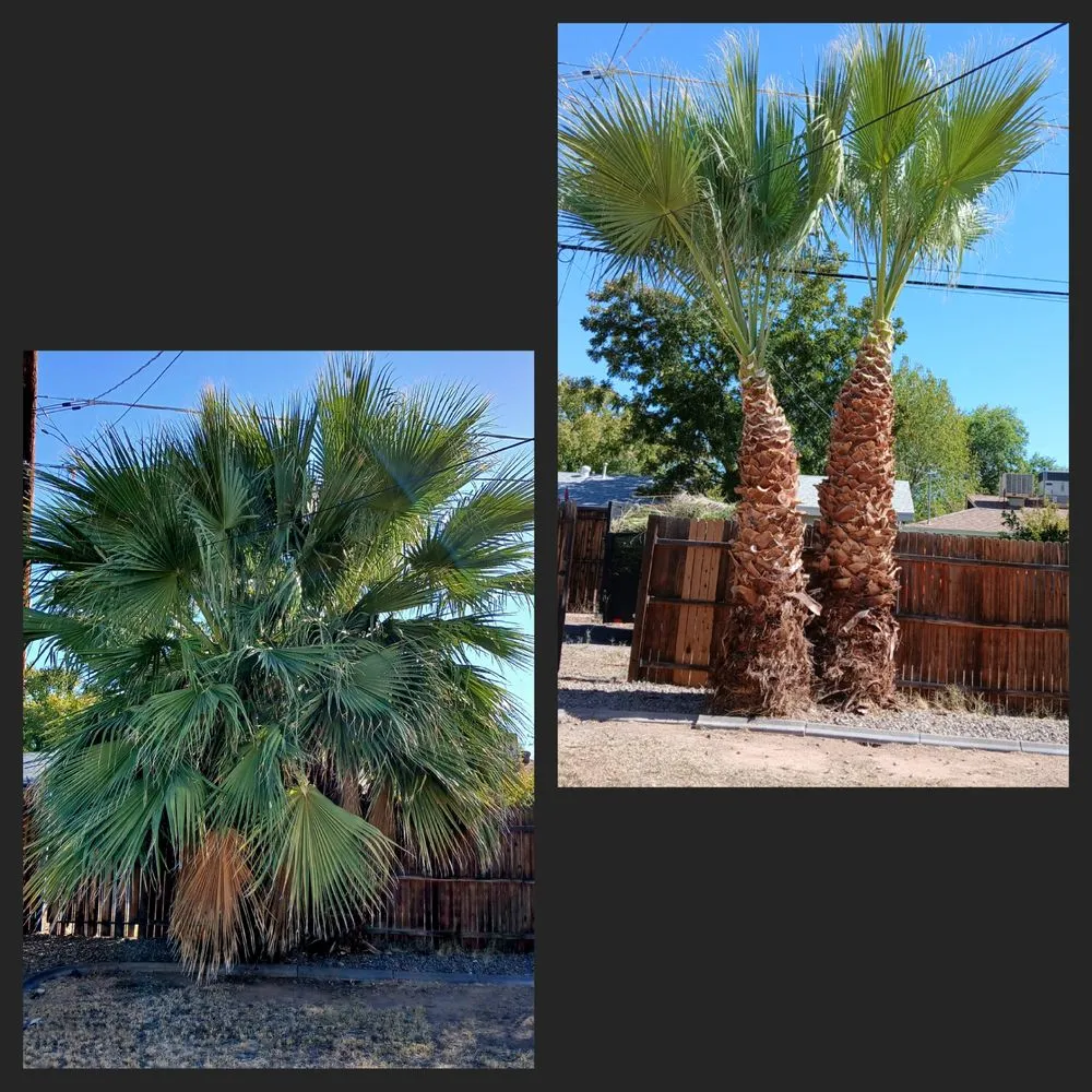 Affordable yard cleanup service experts serving Phoenix, AZ - J & E Landscaping