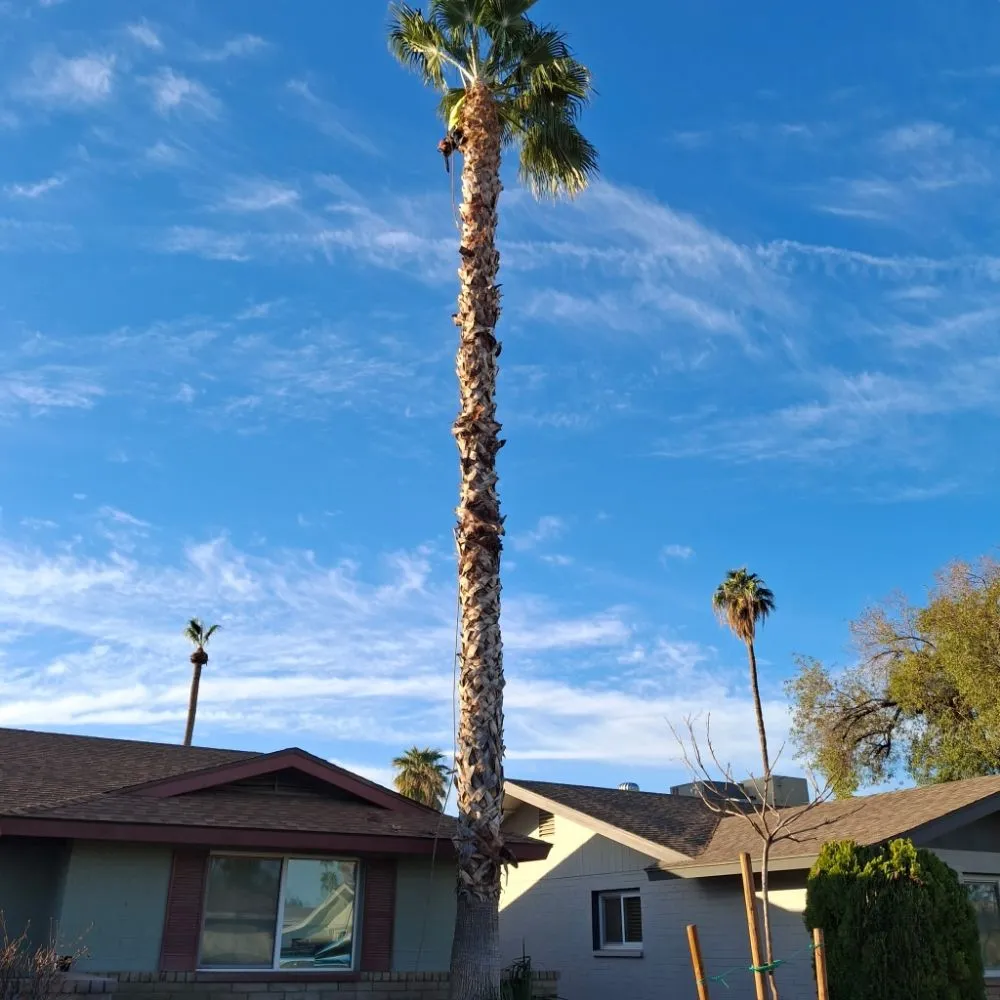 Trusted yard cleanup service for year-round maintenance in Phoenix, AZ by J & E Landscaping