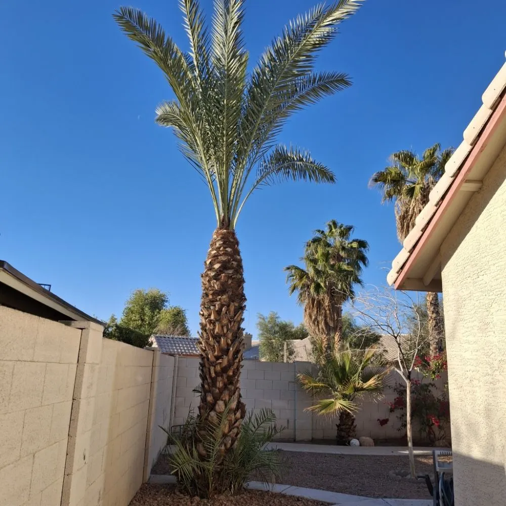 Affordable garden landscaping for year-round maintenance across Phoenix, AZ - J & E Landscaping