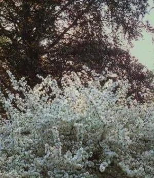 Local garden landscaping experts serving Libertyville, IL - J & E Nursery