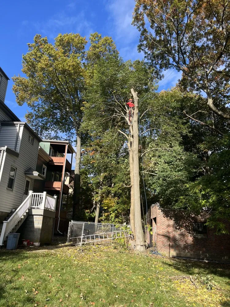 Reliable yard cleanup service for homes across Lynn, MA - J & F Lancaping And Tree Services