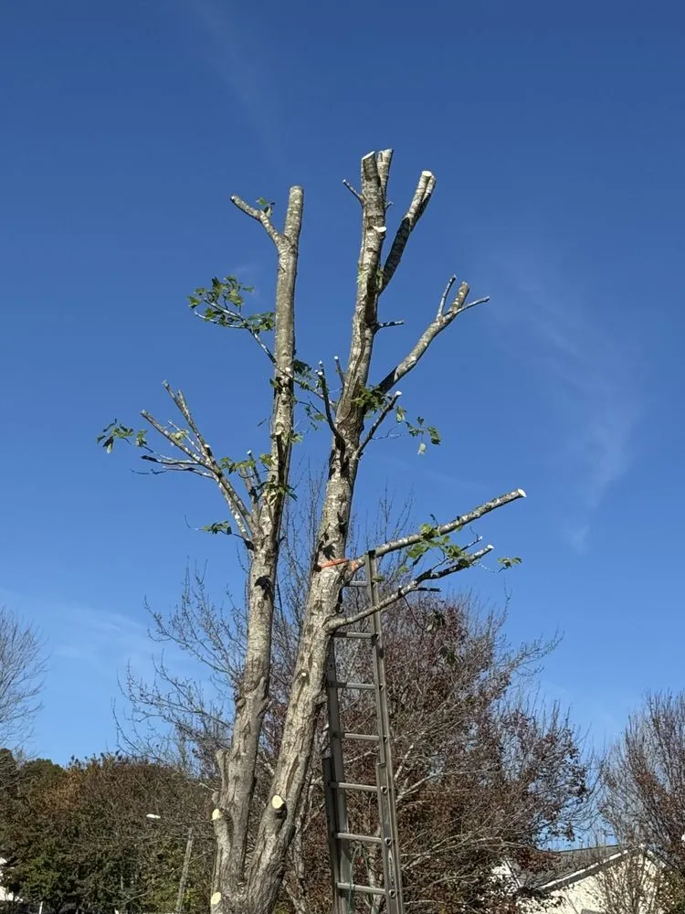 Trusted garden landscaping for outdoor upgrades across Charlotte, NC - J & G Landscaping & Tree Service
