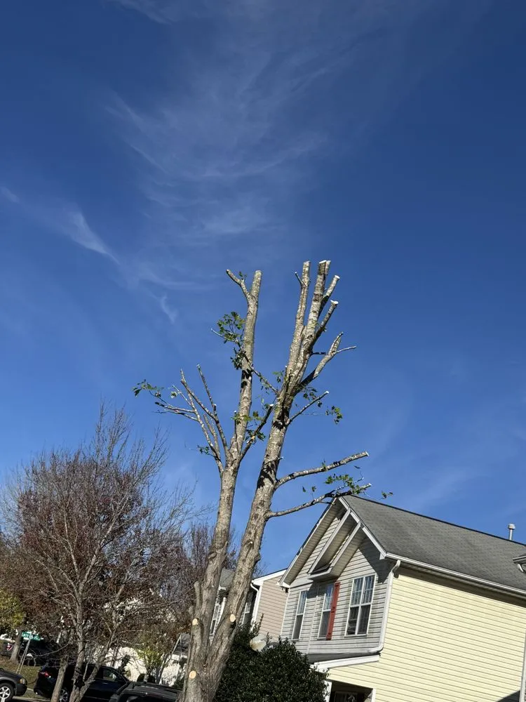 Custom landscape design in Charlotte, NC - J & G Landscaping & Tree Service