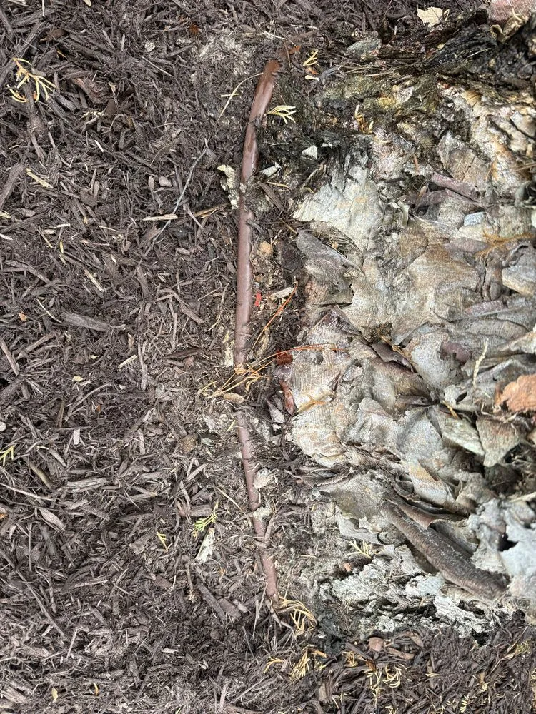 Custom lawn care service with custom design across Charlotte, NC - J & G Landscaping & Tree Service