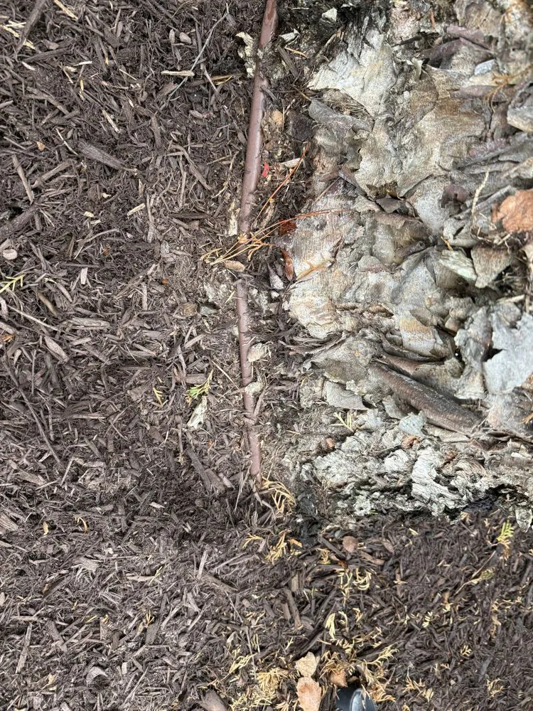 Custom landscape installation in Charlotte, NC by J & G Landscaping & Tree Service