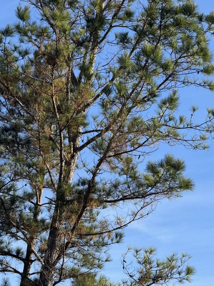 Professional landscape installation for year-round maintenance in Charlotte, NC by J & G Landscaping & Tree Service