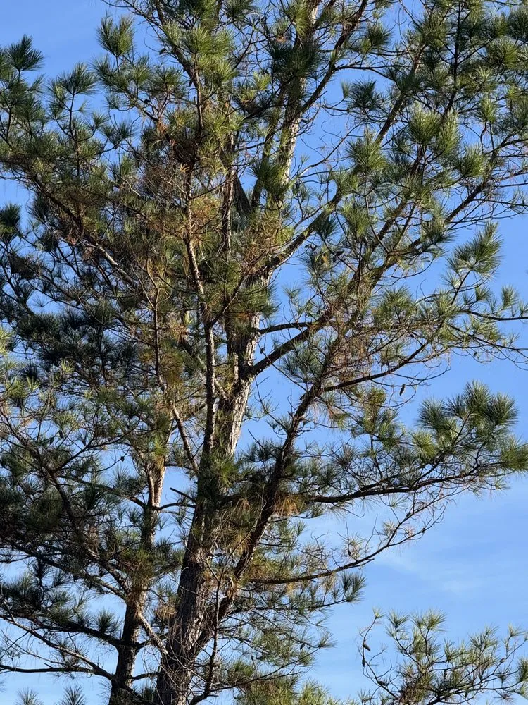 Custom yard cleanup service for homes across Charlotte, NC - J & G Landscaping & Tree Service