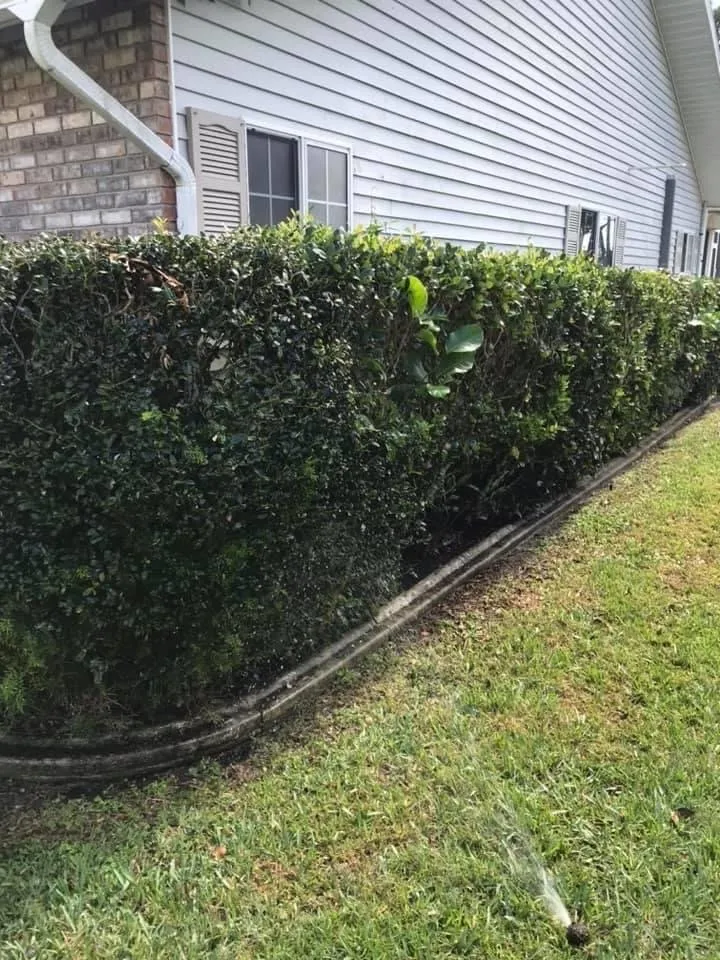 Local lawn care service experts serving Fort Myers, FL - J & G Lawn Service