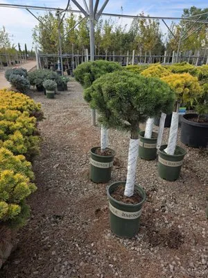 J & H Sprinkler Repair Landscaping Logo