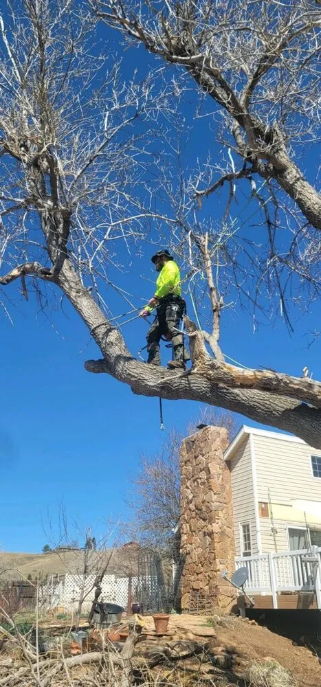 Local landscape design in Castle Rock, CO by J & H Tree Service