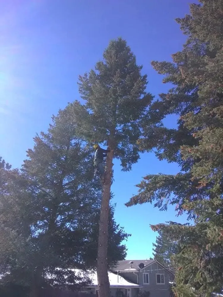 Expert landscaping services in Castle Rock, CO by J & H Tree Service