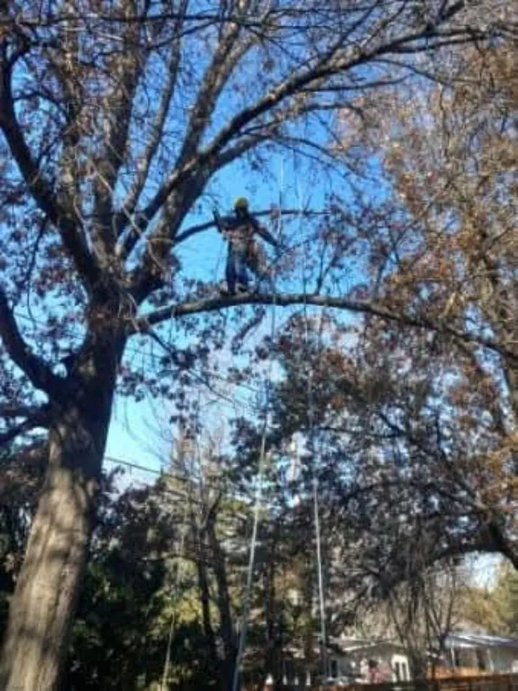 Custom landscape design experts serving Castle Rock, CO - J & H Tree Service