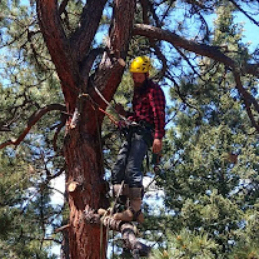 Affordable landscape design experts serving Castle Rock, CO - J & H Tree Service